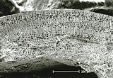 4 - Sezione longitudinale radiale